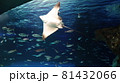 エイ 81432066