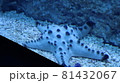ヒトデ 81432067