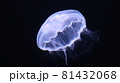 クラゲ 81432068