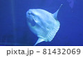 マンボウ 81432069