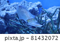イカ 81432072