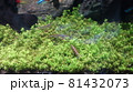 エビ 81432073