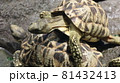 カメ 81432413