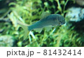 鮎 81432414