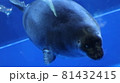 アザラシ 81432415