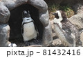 ペンギン 81432416