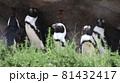 ペンギン 81432417