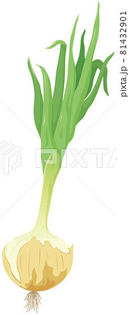 葉っぱの付いた玉ねぎのイラスト素材