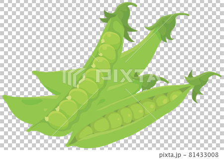 エンドウ豆のイラスト素材