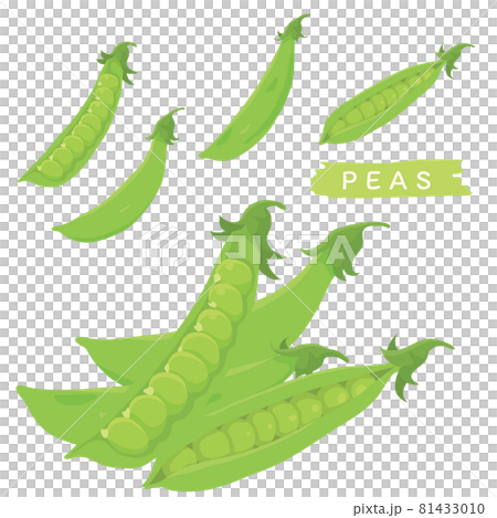 エンドウ豆セットのイラスト素材