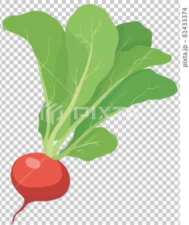 Radish 81433374