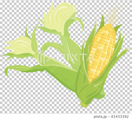 corn  81433392