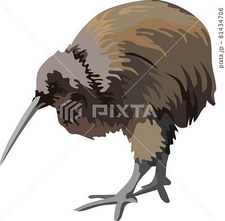 Kiwi Bird Animalのイラスト素材