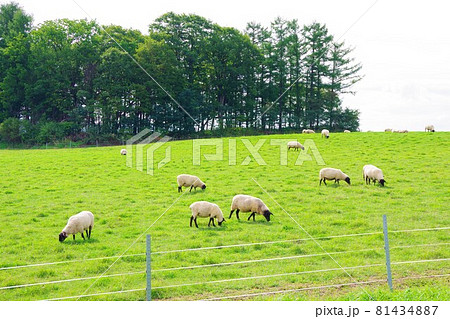 羊　サフォーク種 81434887