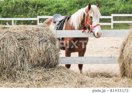 Saddled horse stands in the arena 81435172