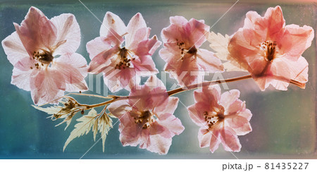 Dry pink pressed flowers close-up 81435227
