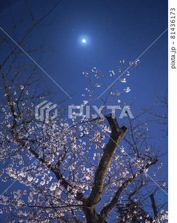 東京・上野恩賜公園の夜桜 / Ueno Onshi Park, Tokyo, Japan 東京・上野恩賜公園の夜桜 / Ueno Onshi Park, Tokyo, Japan 81436173