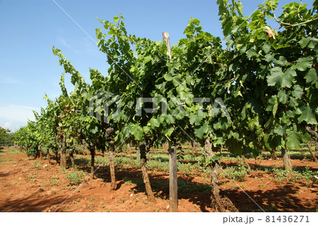 Farmer's field with long rows of vines Farmer's field with long rows of vines 81436271