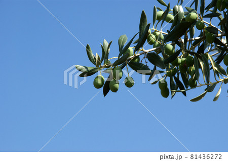 natural green olives on the tree against the blue sky natural green olives on the tree against the blue sky 81436272
