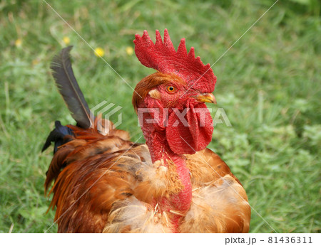 portrait of a colorful cock. Summer, outdoors. 81436311