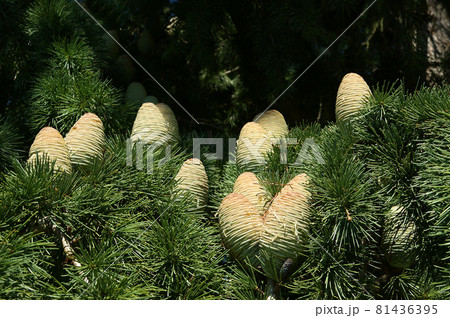 Natural cones on spruce Natural cones on spruce 81436395