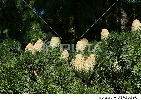 Natural cones on spruce 81436396