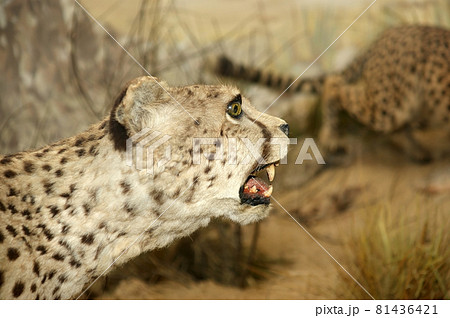 great big leopard close-up 81436421