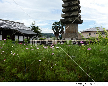 曇り空の下咲くコスモスと多宝塔・般若寺 81436996