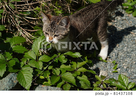 可愛い野良猫の子猫は今日も元気に遊び疲れて寝る 81437108