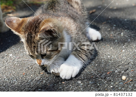 可愛い野良猫の子猫は今日も元気に遊び疲れて寝る 81437132