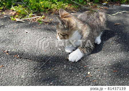 可愛い野良猫の子猫は今日も元気に遊び疲れて寝る 81437139
