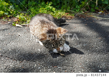 可愛い野良猫の子猫は今日も元気に遊び疲れて寝る 可愛い野良猫の子猫は今日も元気に遊び疲れて寝る 81437144