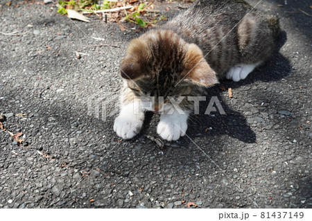 可愛い野良猫の子猫は今日も元気に遊び疲れて寝る 可愛い野良猫の子猫は今日も元気に遊び疲れて寝る 81437149