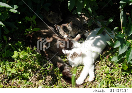 可愛い野良猫の子猫は今日も元気に遊び疲れて寝る 可愛い野良猫の子猫は今日も元気に遊び疲れて寝る 81437154