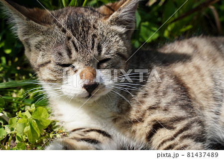 可愛い野良猫の子猫はヒナゲシの前でおやつを食べてゴロリと昼寝の写真素材