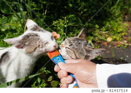 可愛い野良猫の子猫はヒナゲシの前でおやつを食べてゴロリと昼寝の写真素材