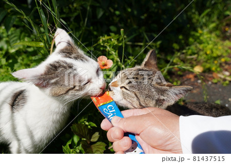 可愛い野良猫の子猫はヒナゲシの前でおやつを食べてゴロリと昼寝の写真素材
