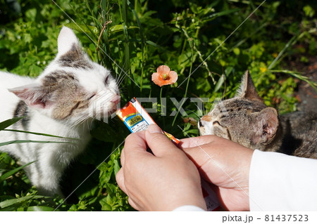 可愛い野良猫の子猫はヒナゲシの前でおやつを食べてゴロリと昼寝の写真素材