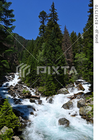 Mountain river in coniferous forest 81437570
