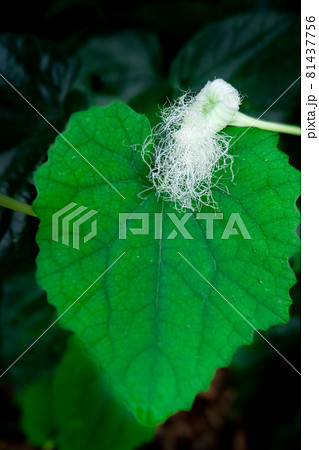 緑のハートの葉に咲くカラス瓜の花 緑のハートの葉に咲くカラス瓜の花 81437756