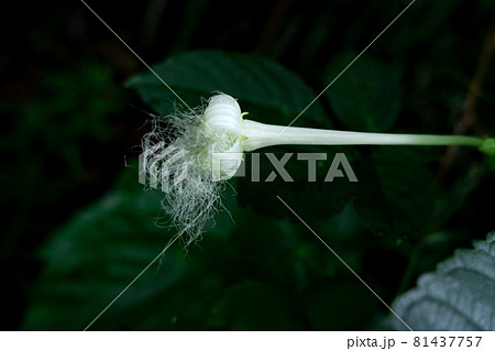 黒い背景に白いラッパ型のカラス瓜の花 黒い背景に白いラッパ型のカラス瓜の花 81437757