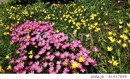 沖縄県宮古島　色鮮やかなサフランモドキの花群 81437849