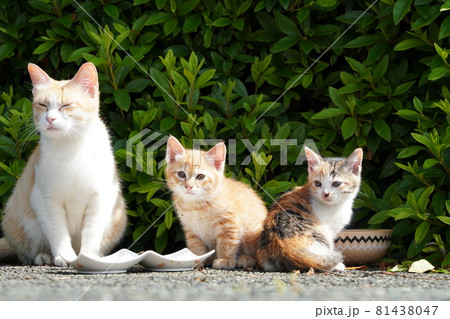 可愛い野良猫の子猫はお母さんと一緒に仲良くご飯を食べて満足 81438047