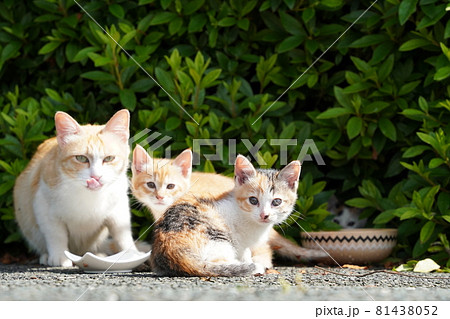 可愛い野良猫の子猫はお母さんと一緒に仲良くご飯を食べて満足の写真素材