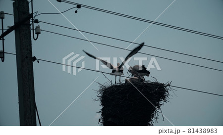 Tele lens shot of a stork family in the nest 81438983