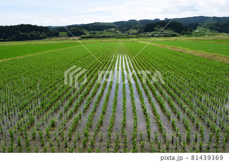 初夏の水田 山形県 81439369