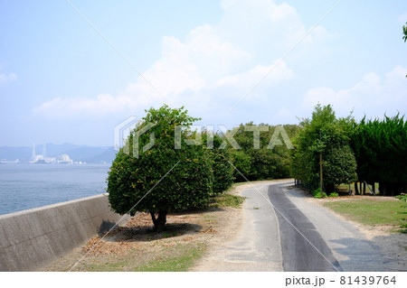 うさぎ島（大久野島）の海沿いの道 81439764