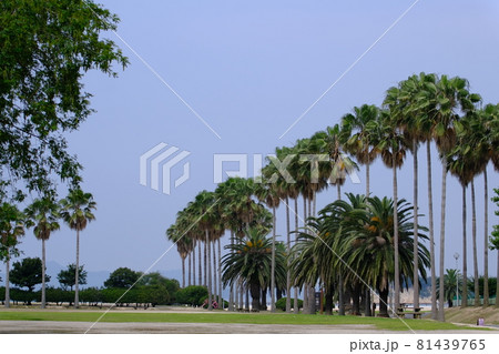 うさぎ島（大久野島）のヤシの木 81439765