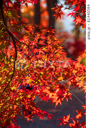 長瀞 もみじ公園 秋の風景 紅葉の季節 長瀞 もみじ公園 秋の風景 紅葉の季節 81440564