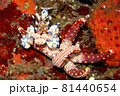 Harlequin Shrimp, Hymenocera picta 81440654
